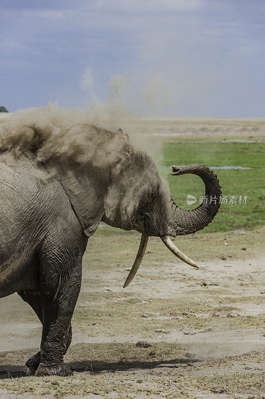 非洲丛林象或非洲草原象(Loxodonta africana)是两种非洲象中较大的一种。肯尼亚安博塞利国家公园。大象用鼻子掸去身上的灰尘。